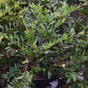 DISTYLIUM BLUESCAPE 3 GAL