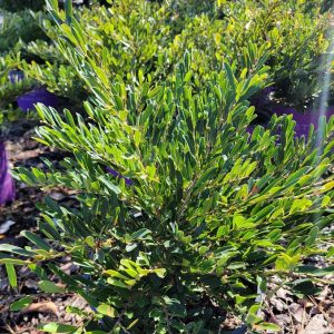 DISTYLIUM CINNAMON GIRL 3 GAL