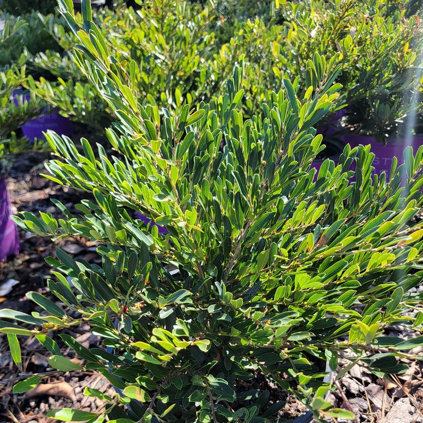 DISTYLIUM CINNAMON GIRL 3 GAL