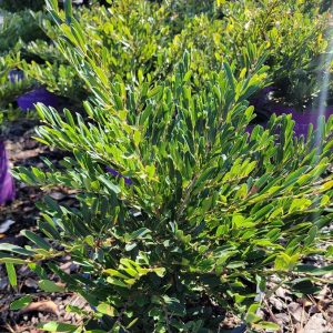 DISTYLIUM CINNAMON GIRL 7 GAL