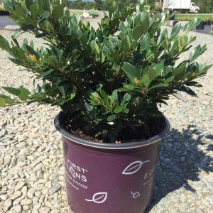 DISTYLIUM COPPERTONE 3 GAL