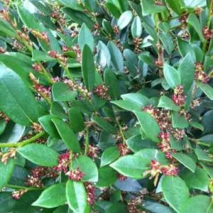 DISTYLIUM EMERALD HEIGHTS 3 GAL