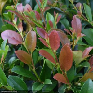 DISTYLIUM LINEBACKER 3 GAL