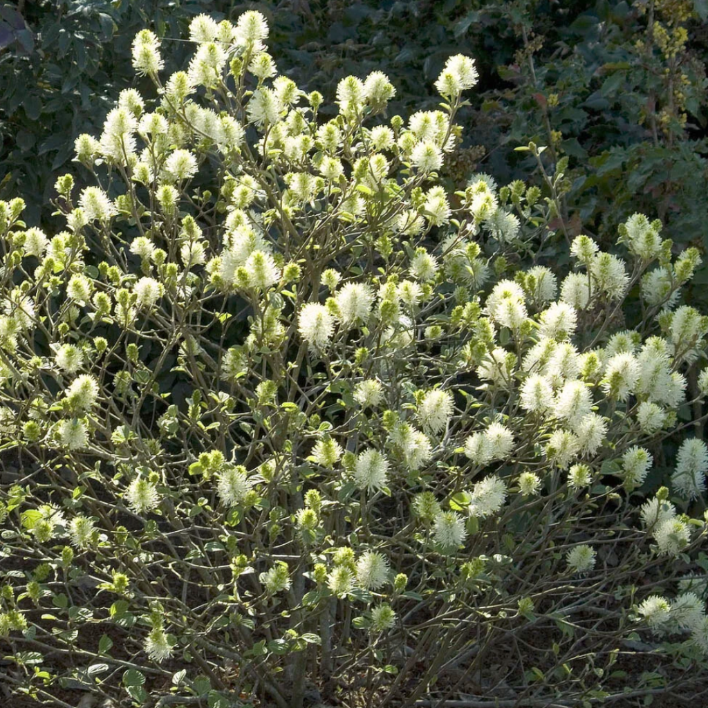 FOTHERGILLA MT. AIRY 3 GAL