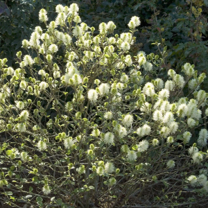 FOTHERGILLA MT. AIRY 3 GAL