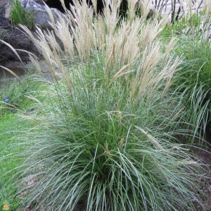 GRASS MISC ADAGIO 3 GAL