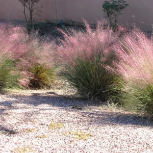 GRASS MUHLY 1 GAL