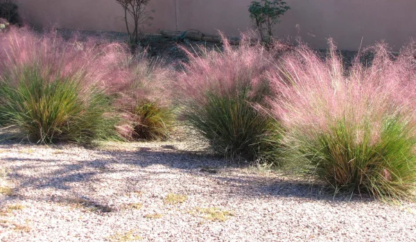 GRASS MUHLY 1 GAL