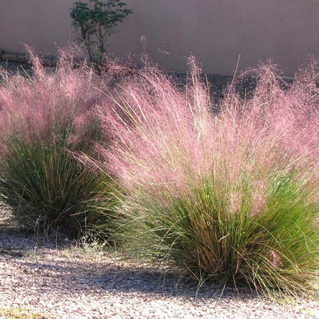 GRASS MUHLY 3 GAL