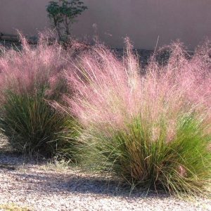 GRASS MUHLY 3 GAL