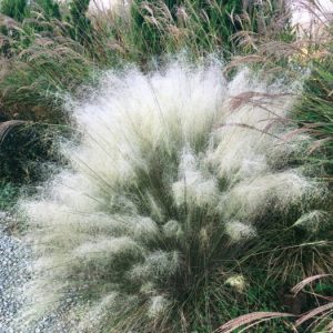 GRASS MUHLY WHITE CLOUD 1 GAL