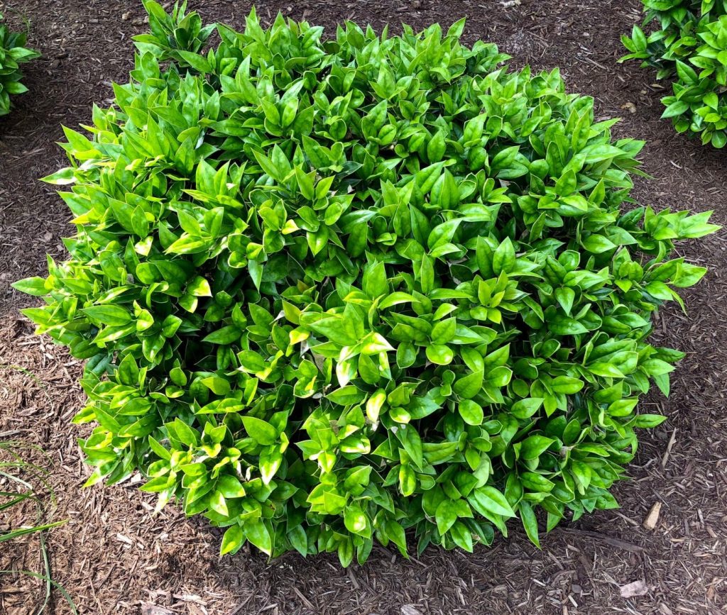 HOLLY CARISSA 3 GAL