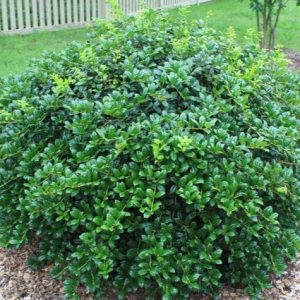 HOLLY DWARF BURFORDI 3 GAL