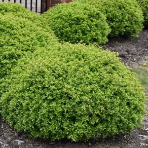 HOLLY DWARF YAUPON 3 GAL