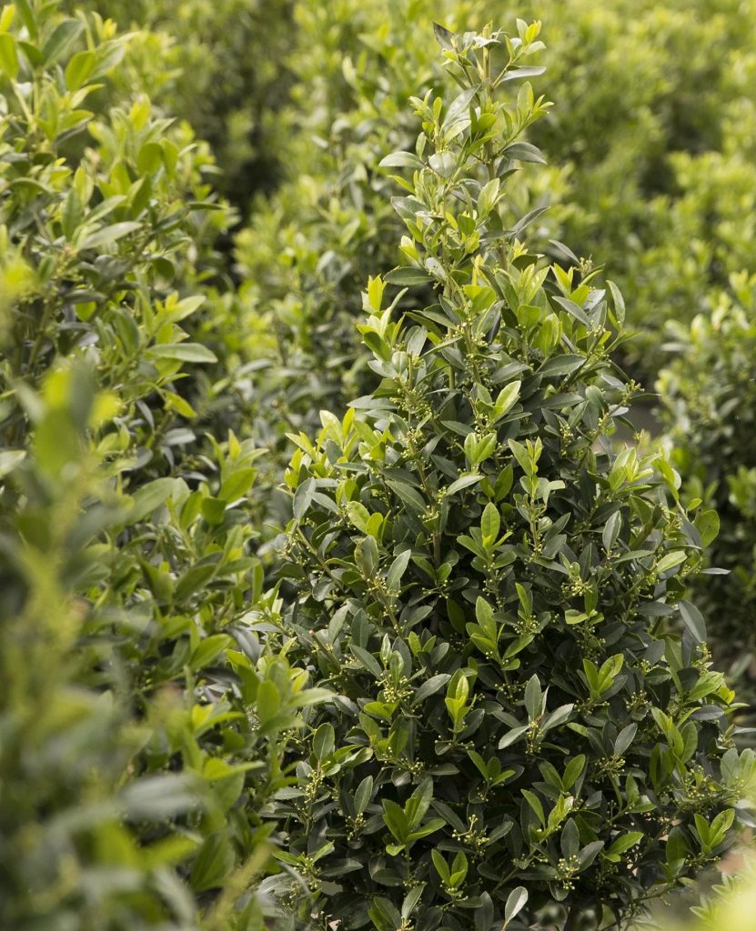 HOLLY EMERALD COLONNADE 5 GAL