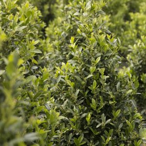 HOLLY EMERALD COLONNADE 10 GAL