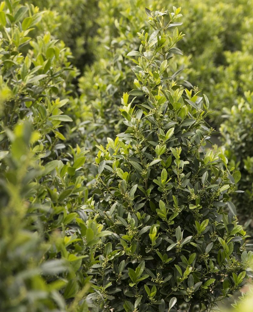 HOLLY EMERALD COLONNADE 10 GAL
