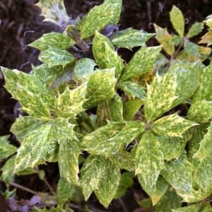 HOLLY FALSE GOSHIKI 7 GAL