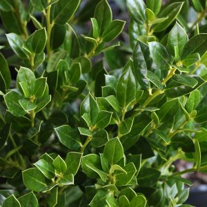 HOLLY NEEDLE POINT 3 GAL
