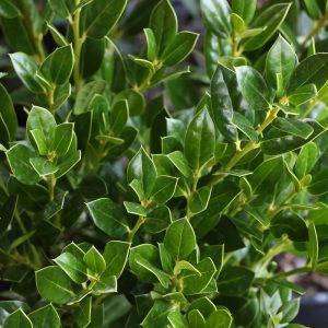 HOLLY NEEDLE POINT 15 GAL