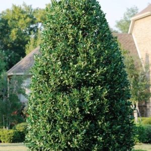 HOLLY NELLIE R STEVENS 8 FT