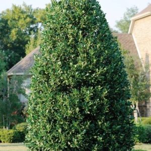 HOLLY NELLIE R STEVENS 10 FT