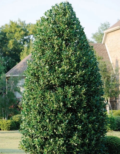 HOLLY NELLIE R STEVENS 10 FT
