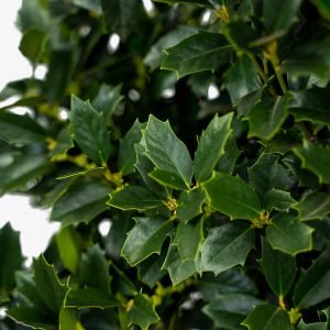 HOLLY OAKLAND 7 GAL
