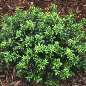 HOLLY SOFT TOUCH 3 GAL