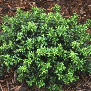 HOLLY SOFT TOUCH 7 GAL