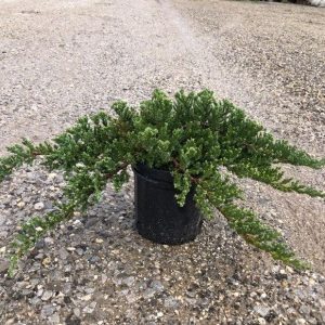 JUNIPER PROCUMBENS NANA 1 GAL