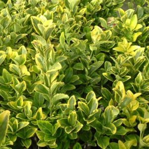 LIGUSTRUM HOWARDI 3 GAL