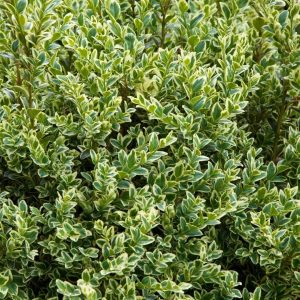 LIGUSTRUM JACK FROST 3 GAL
