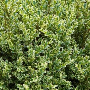 LIGUSTRUM JACK FROST 7 GAL