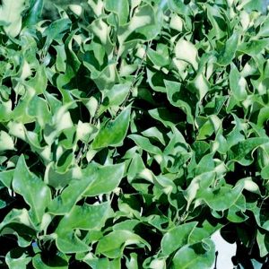 LIGUSTRUM RECURVE 3 GAL