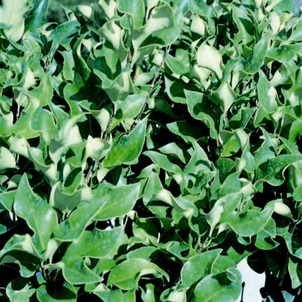 LIGUSTRUM RECURVE 3 GAL