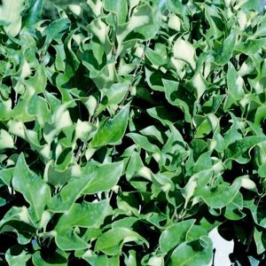 LIGUSTRUM RECURVE 7 GAL