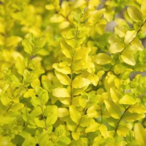 LIGUSTRUM SUNSHINE 7 GAL