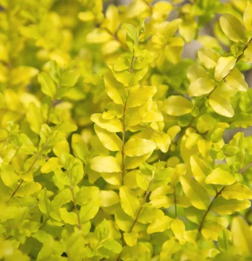 LIGUSTRUM SUNSHINE 7 GAL