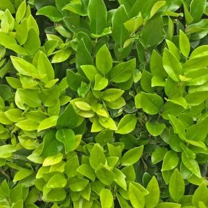 LIGUSTRUM WAX LEAF 3 GAL