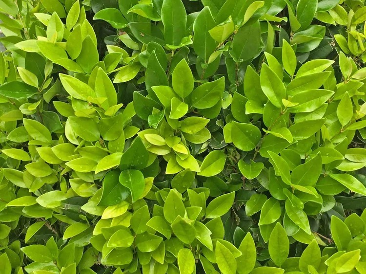 LIGUSTRUM WAX LEAF 7 GAL
