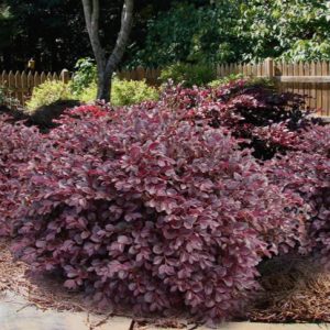 LOROPETALUM CRIMSON FIRE 3 GAL