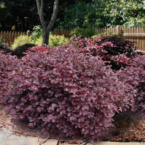 LOROPETALUM CRIMSON FIRE 7 GAL