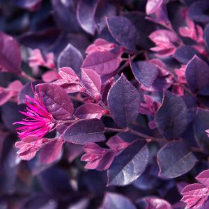 LOROPETALUM PURPLE DAYDREAM 2 GAL