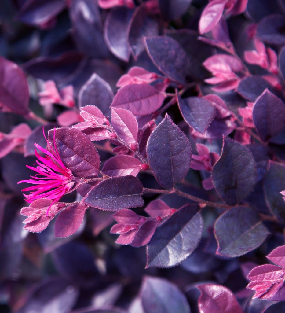 LOROPETALUM PURPLE DAYDREAM 2 GAL