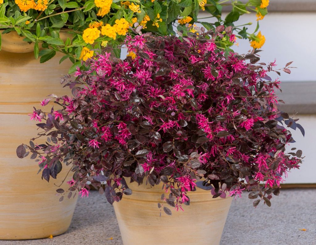 LOROPETALUM PURPLE DIAMOND 3 GAL