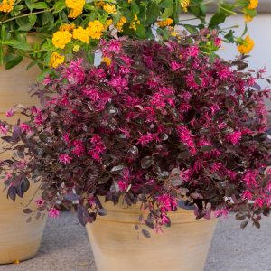 LOROPETALUM PURPLE DIAMOND 3 GAL