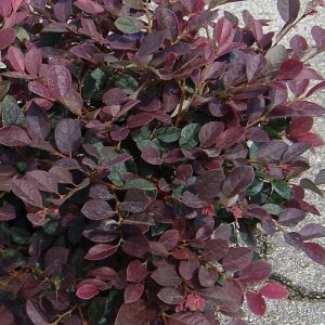 LOROPETALUM RUBY 3 GAL