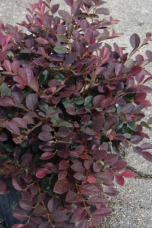 LOROPETALUM RUBY 3 GAL