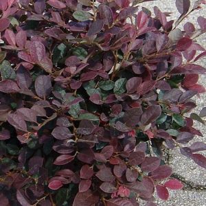 LOROPETALUM RUBY 7 GAL
